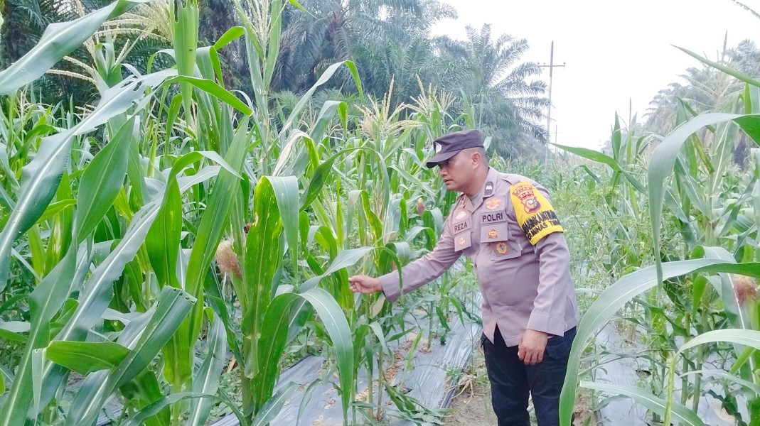 Bhabinkamtibmas Polsek Minas Cek Perkembangan Jagung Pipil Usia 63 Hari di Minas Timur, Tanaman Tumbuh Baik