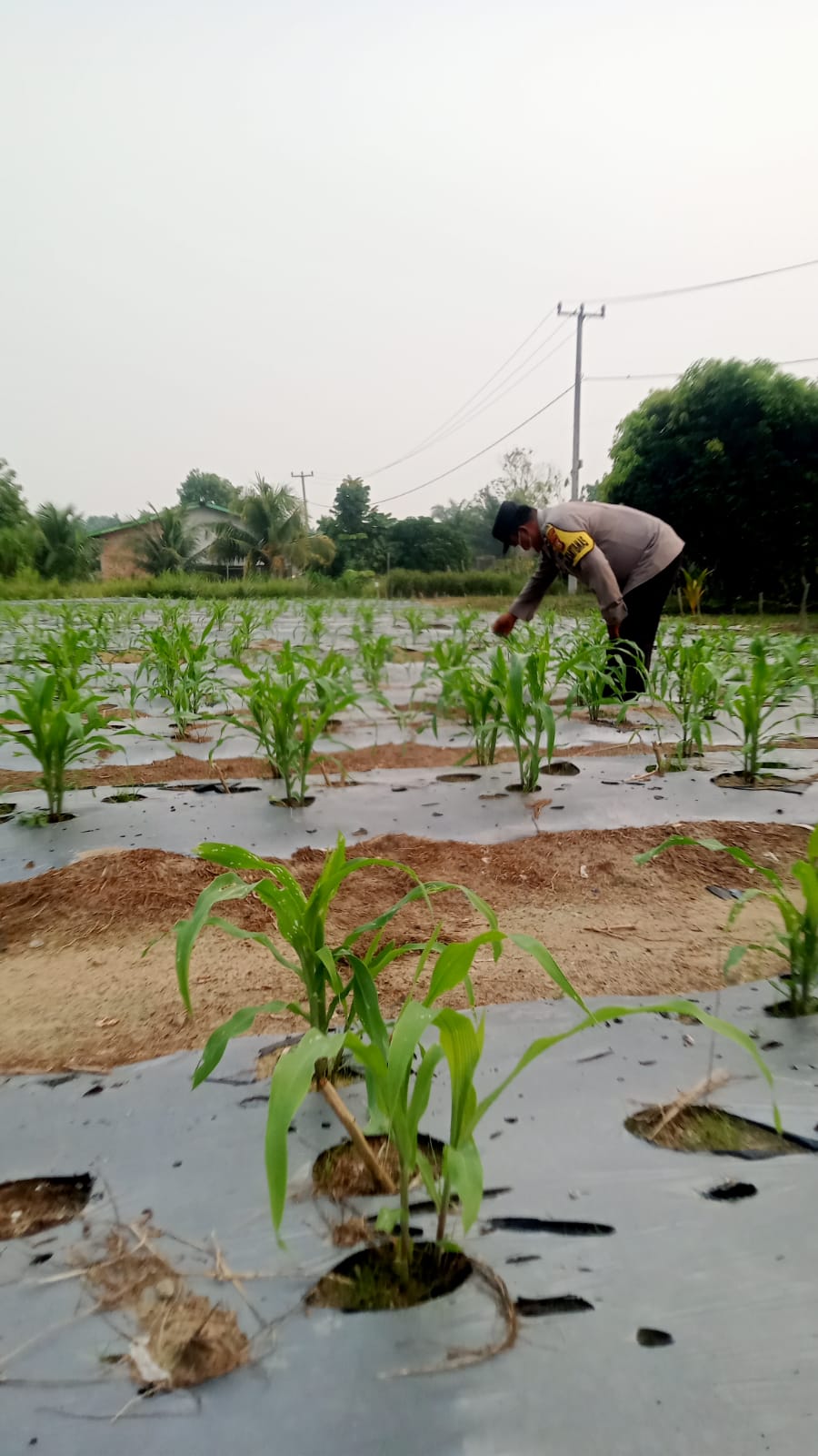 Usia 21 Hari, Jagung Pipil di Mandiangin Tumbuh Subur, Polisi Siapkan Langkah Lanjutan Ketahanan Pangan Nasional