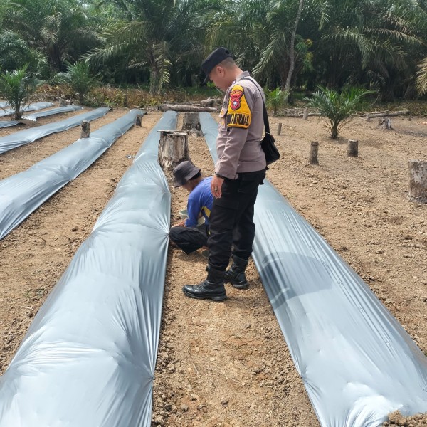 Bhabinkamtibmas Polsek Pasir Penyu Dorong Warga Manfaatkan Pekarangan untuk Budidaya Cabai Demi Ketahanan Pangan