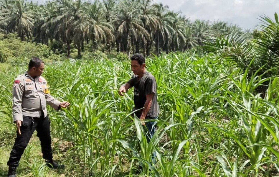 Polsek Minas Monitoring Tanaman Jagung Pipil Usia 42 Hari di Minas Timur, Pertumbuhan Terpantau Baik