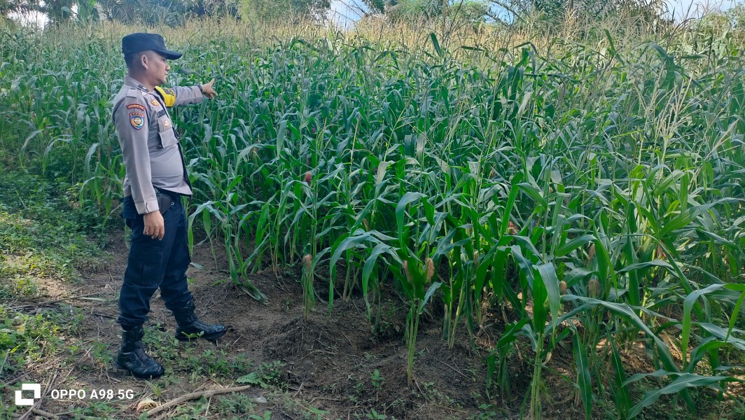 Dukung Ketahanan Pangan Nasional, Bhabinkamtibmas Polsek Minas Cek Kesiapan Lahan Jagung  di Minas Barat