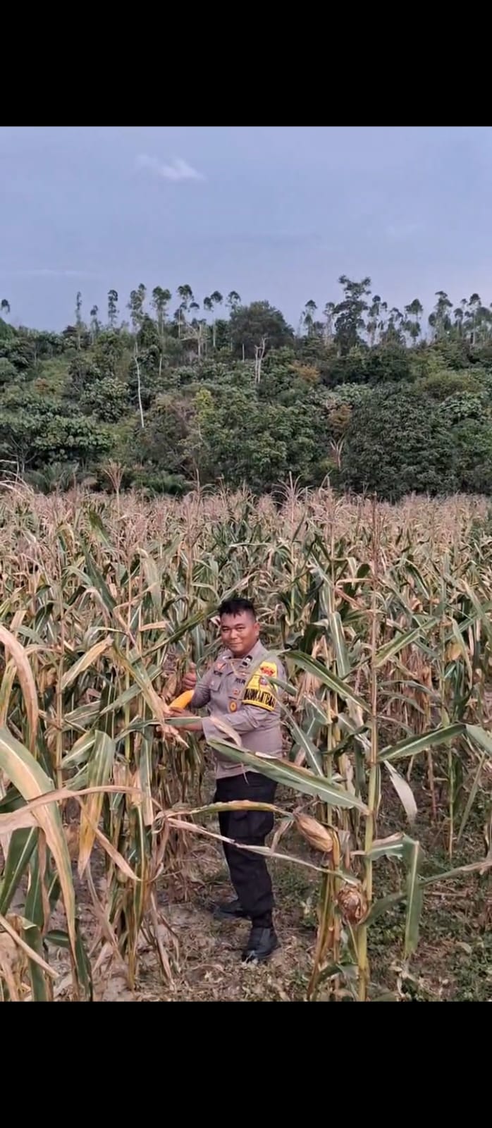 Bhabinkamtibmas Kampung Rantau Bertuah Cek Perkembangan Jagung Pipil Usia 107 Hari, Petani Bersiap Hadapi Masa Panen