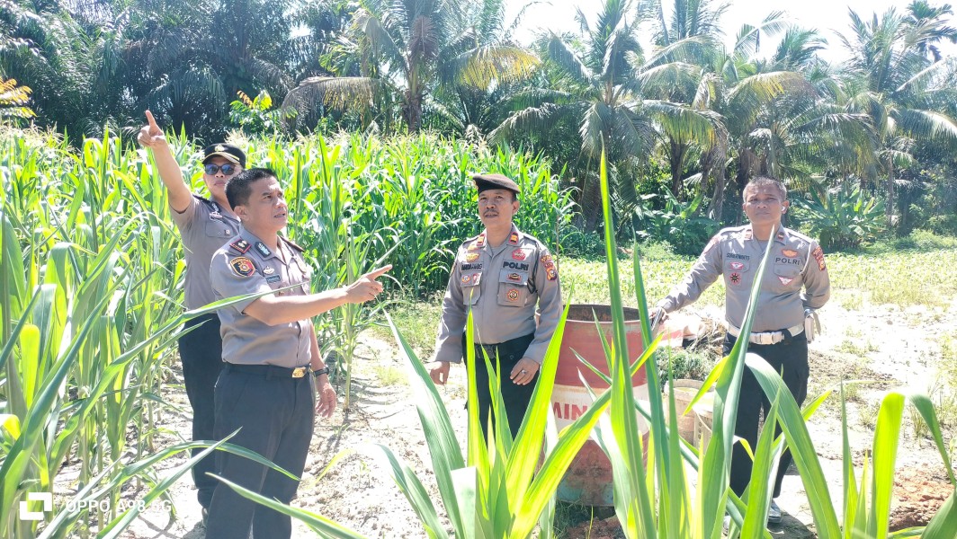 Polsek Minas Laksanakan Pengecekan Jagung Pipil Kuartal II di Kampung Minas Barat, Dukung Program Ketahanan Pangan Nasional