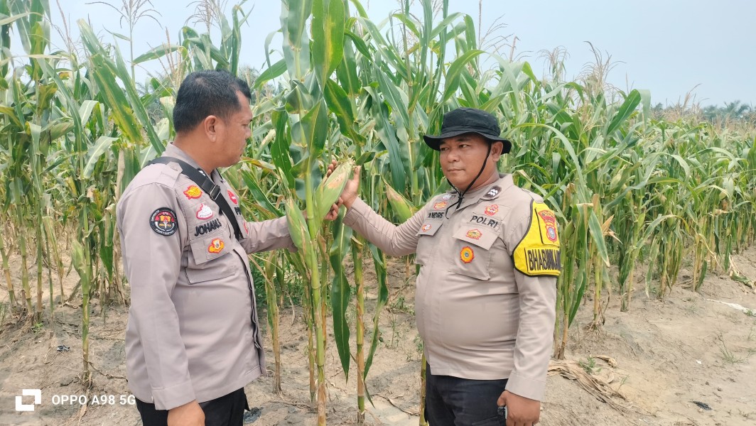 Jagung Poktan Dahlia Kuning di Minas Capai Tinggi 2,1 Meter, Kapolsek Kompol Syahrizal: Bukti Ketahanan Pangan Nasional Terus Berjalan