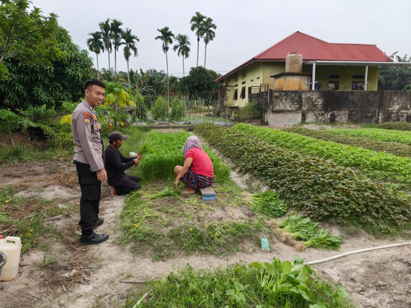 Bhabinkamtibmas Tanah Merah Cek Lahan Kangkung dan Bayam Warga, Dukung Program Ketahanan Pangan Nasional