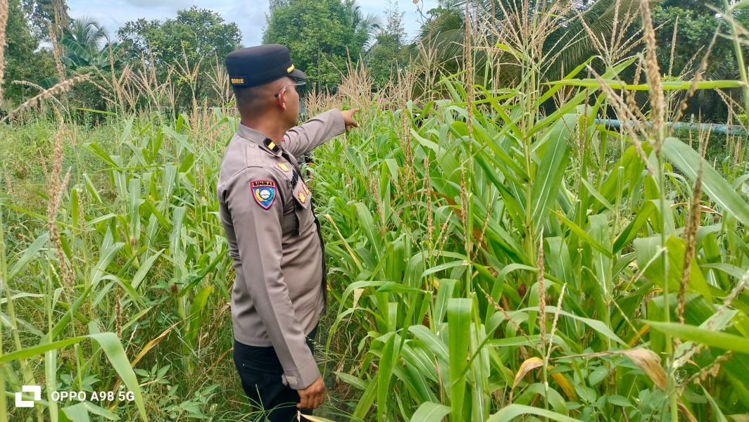 Polsek Minas Cek Perkembangan Program Ketahanan Pangan Nasional Berupa Jagung Pipil di Minas Jaya