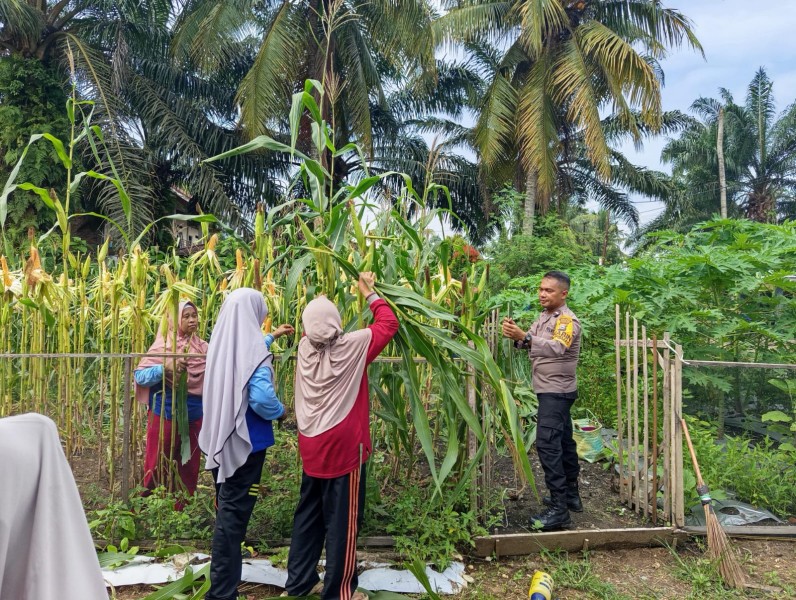 Wujudkan Swasembada Pangan, Polsek Pasir Penyu Intensif Monitoring Lahan Jagung