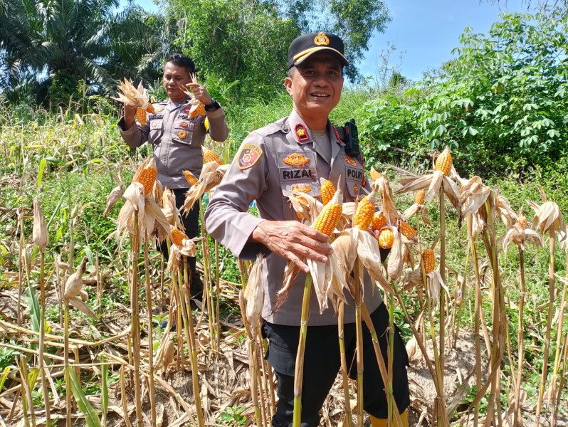 Polsek Minas Dampingi Panen Jagung Pipil Kuartal II 2026 di Kampung Minas Barat