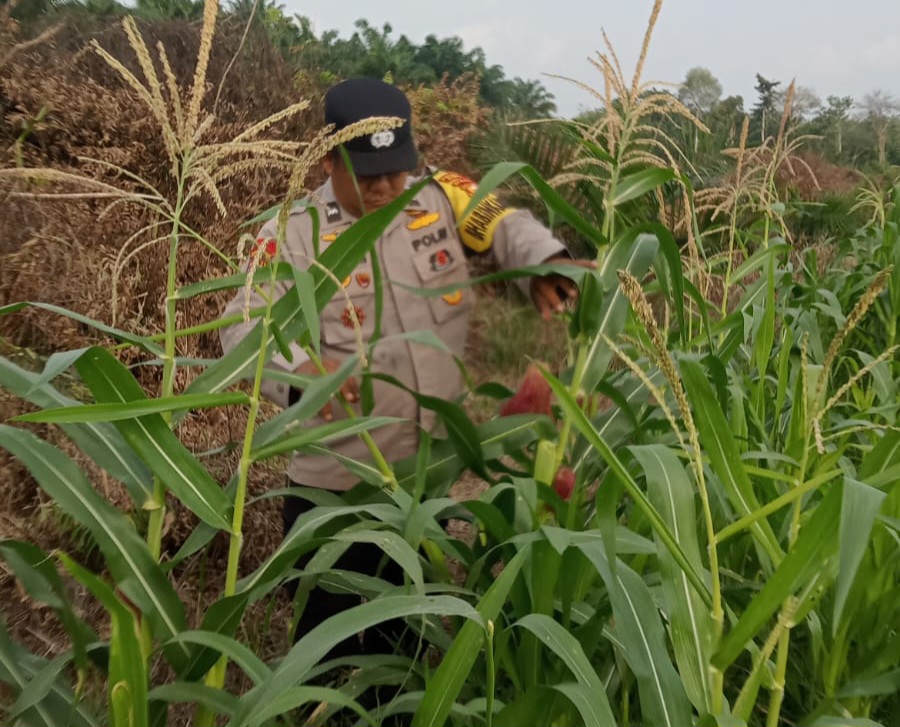 Jagung Pipil di Mandiangin Tumbuh hingga 120 Cm, Polsek Minas Pantau Program Ketahanan Pangan Nasional