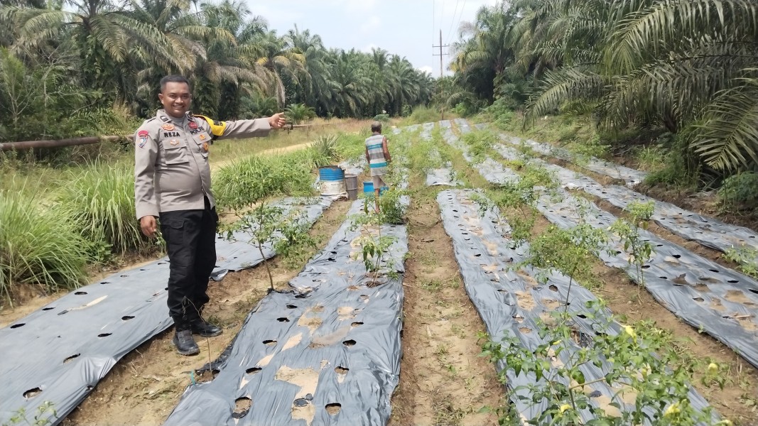Polsek Minas Pantau Pertumbuhan Jagung Program Ketahanan Pangan di Minas Timur, Tanaman Berusia 10 Hari Tumbuh Baik