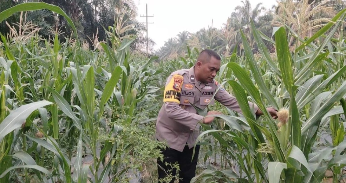 Polsek Minas Pantau Jagung Pipil Usia 67 Hari di Minas Timur, Pertumbuhan Dinilai Baik