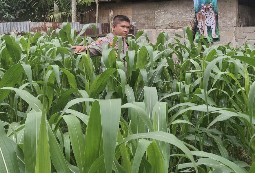 Jagung Tumbuh Optimal, Polsek Minas Lakukan Pengecekan Rutin Program Ketahanan Pangan Nasional