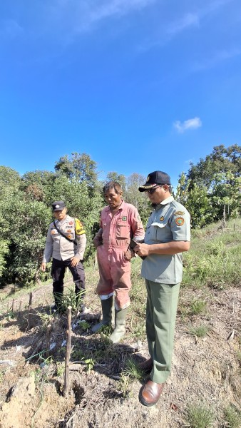 Polsek Minas Pantau Perkembangan Jagung Program Ketahanan Pangan di Minas, Pemupukan Lanjutan Disiapkan