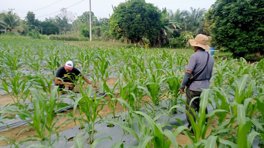 Perkembangan Jagung Pipil Usia 26 Hari di Mandiangin Dicek Bhabinkamtibmas