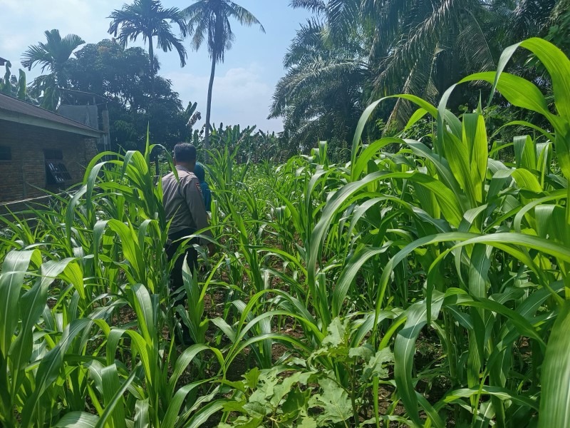 Dukung Swasembada Pangan 2026, Polsek Pasir Penyu Pantau Perkembangan Jagung Pipil di Tanjung Gading