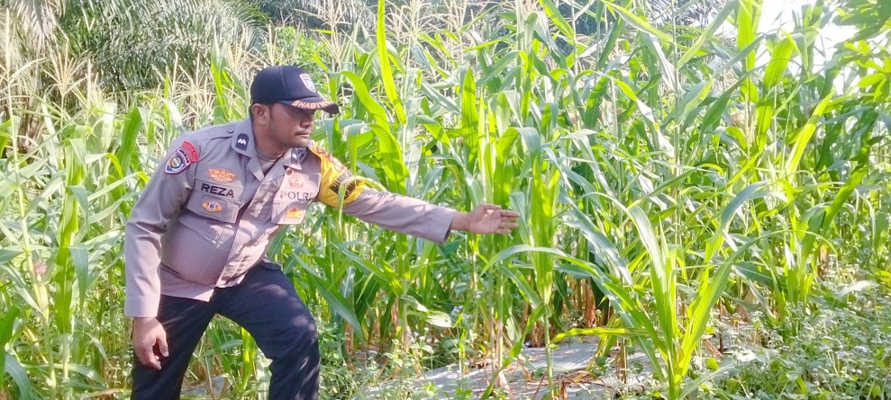 Bhabinkamtibmas Polsek Minas Cek Perkembangan Jagung Pipil, Dukung Program Ketahanan Pangan di Minas Timur