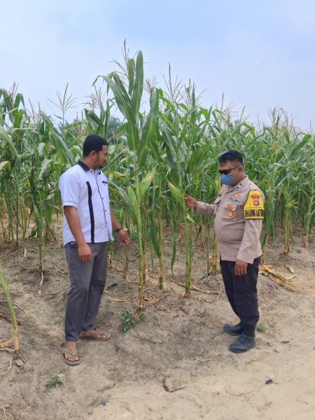 Bhabinkamtibmas Polsek Minas Pastikan Jagung Pipil Usia 73 Hari di Rantau Bertuah Tumbuh Subur Meski Dalam Kondisi Cuaca Ekstrem