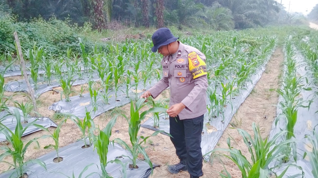 Jagung Pipil Usia 40 Hari Tumbuh Baik di Minas Timur, Polsek Minas Cek Perkembangan Program Ketahanan Pangan Nasional