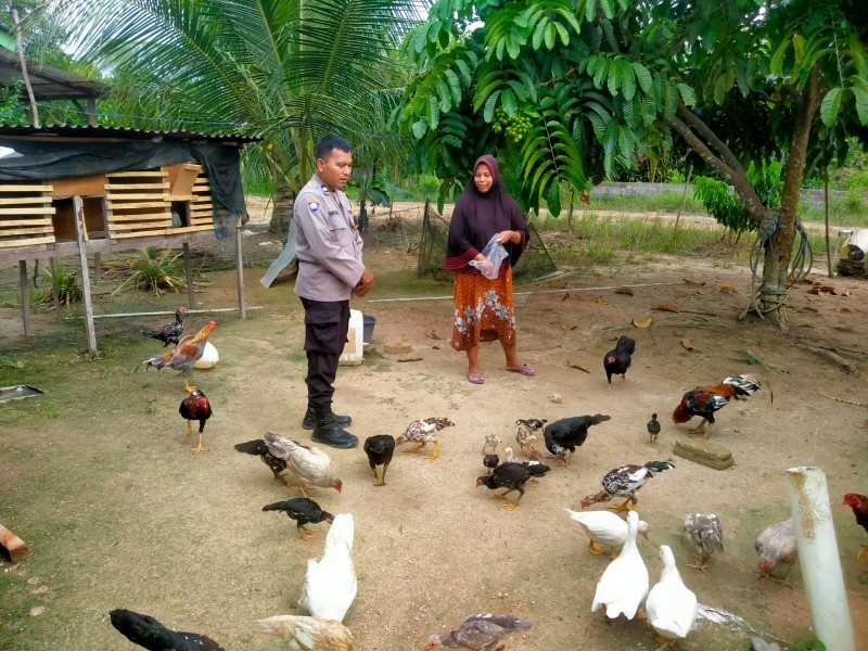 Bhabinkamtibmas Polsek Pasir Penyu Ajak Warga Kembangkan Ternak Ayam Kampung untuk Dukung Ketahanan Pangan