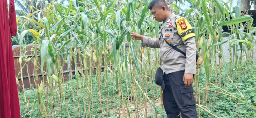 Separuh Tanaman Diserang Monyet, Bhabinkamtibmas Polsek Minas Pantau Jagung Ketahanan Pangan Nasional di Minas Jaya
