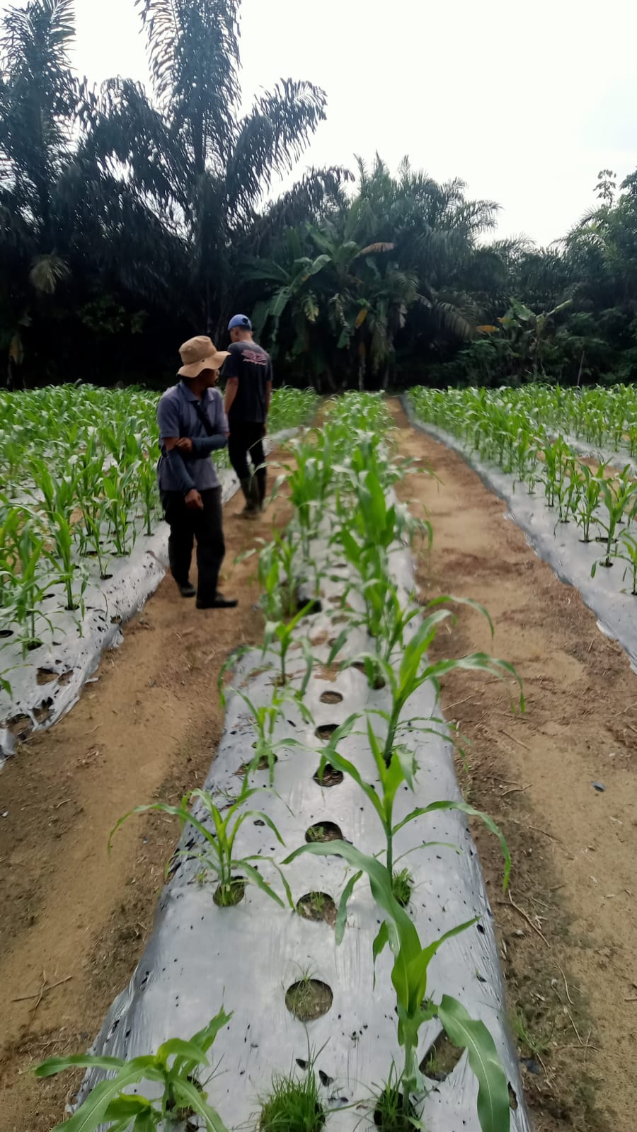 Jagung Pipil di Mandiangin Capai Tinggi 40 Cm, Polsek Minas Cek Perkembangan Program Ketahanan Pangan