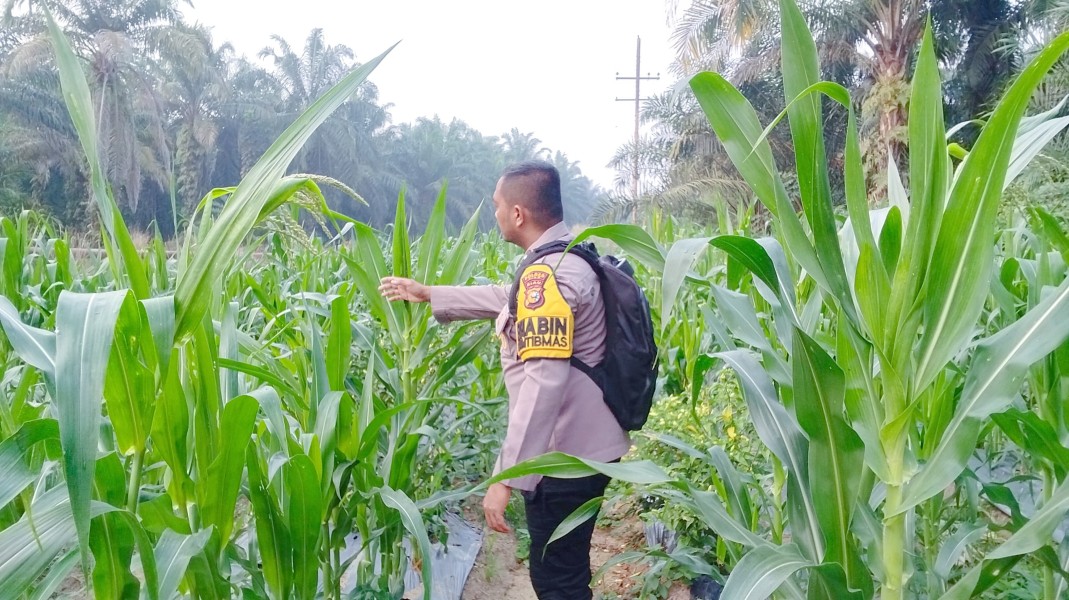 Polsek Minas Pantau Perkembangan Jagung Pipil Usia 49 Hari di Minas Timur