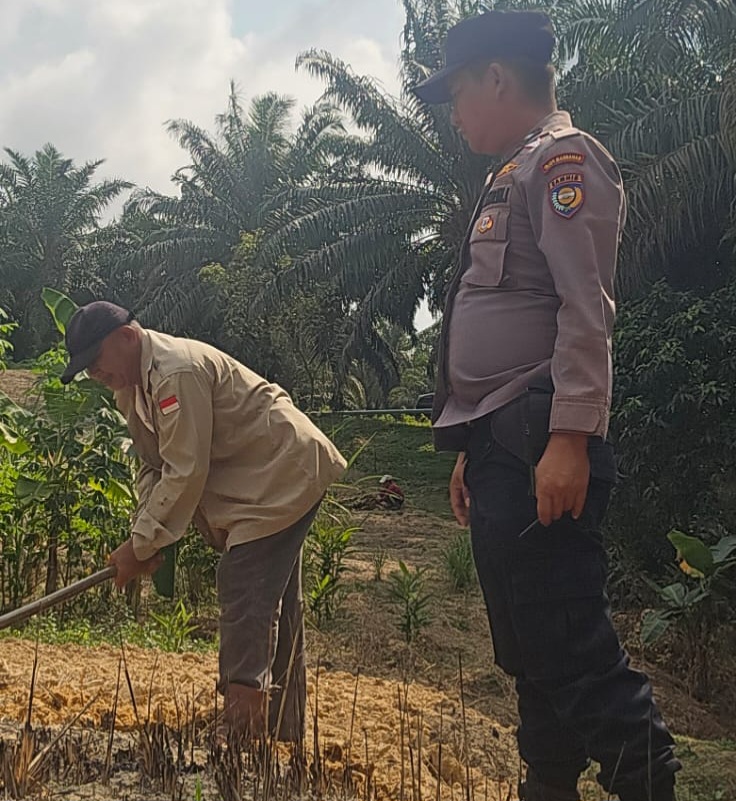 Persiapan Tanam Kuartal II, Kelompok Tani Minas Barat Bersihkan dan Gemburkan Lahan Jagung Pipil