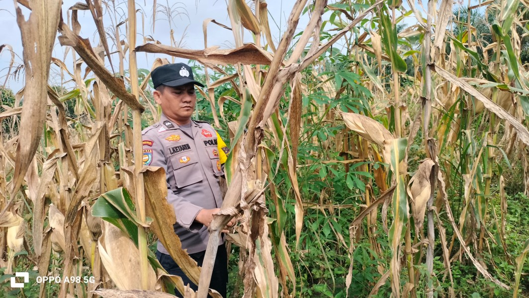 Polsek Minas Dukung Ketahanan Pangan Melalui Pendampingan Perawatan Tanaman Jagung