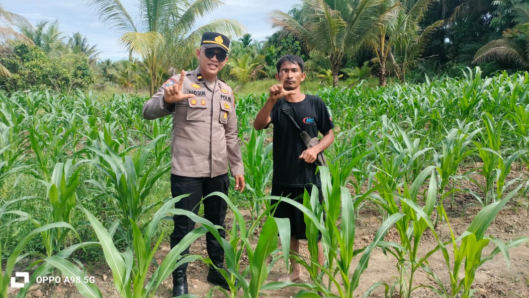 Polsek Minas Lakukan Pengecekan Tanaman Jagung Pipil Usia 35 Hari di Minas Timur