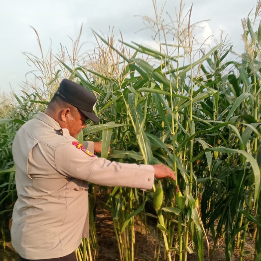Polsek Minas Pantau Jagung Pipil Usia 101 Hari, Dukung Ketahanan Pangan di Kampung Mandiangin