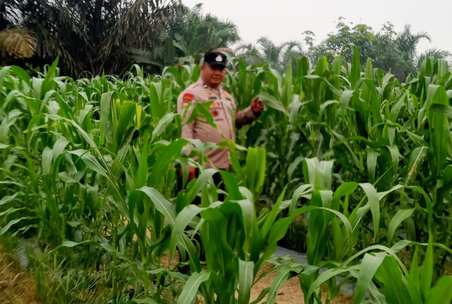 Polsek Minas Pantau Perkembangan Jagung Pipil di Mandiangin, Tinggi Tanaman Capai 120 Sentimeter