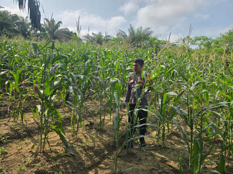 Polsek Minas Pantau Pertumbuhan Jagung Pipil Usia 70 Hari di Minas Barat, Daun Capai 1,2 Meter