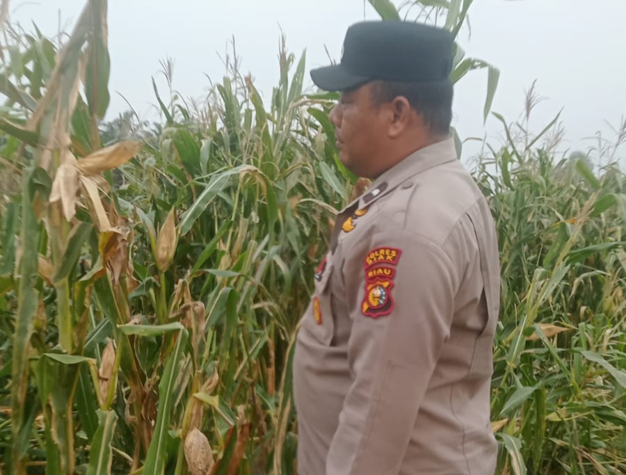 Bhabinkamtibmas Cek Perkembangan Jagung Pipil Program Ketahanan Pangan Nasional di Kampung Mandiangin