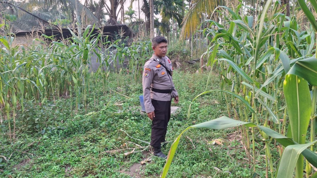 Bhabinkamtibmas Polsek Minas Cek Perkembangan Jagung Pipil Kuartal II di Minas Jaya, Usia Tanaman Capai 73 Hari