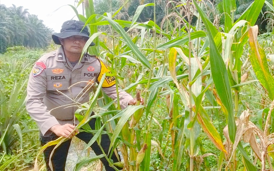 Usia 100 Hari, Tanaman Jagung Pipil di Minas Timur Tumbuh Baik, Polsek Minas Lakukan Pengecekan