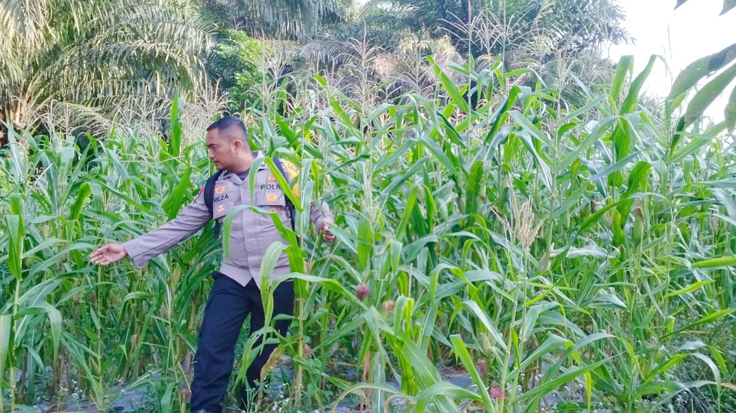 Bhabinkamtibmas Minas Timur Pantau Perkembangan Jagung Program Ketahanan Pangan, Tanaman Tumbuh Subur