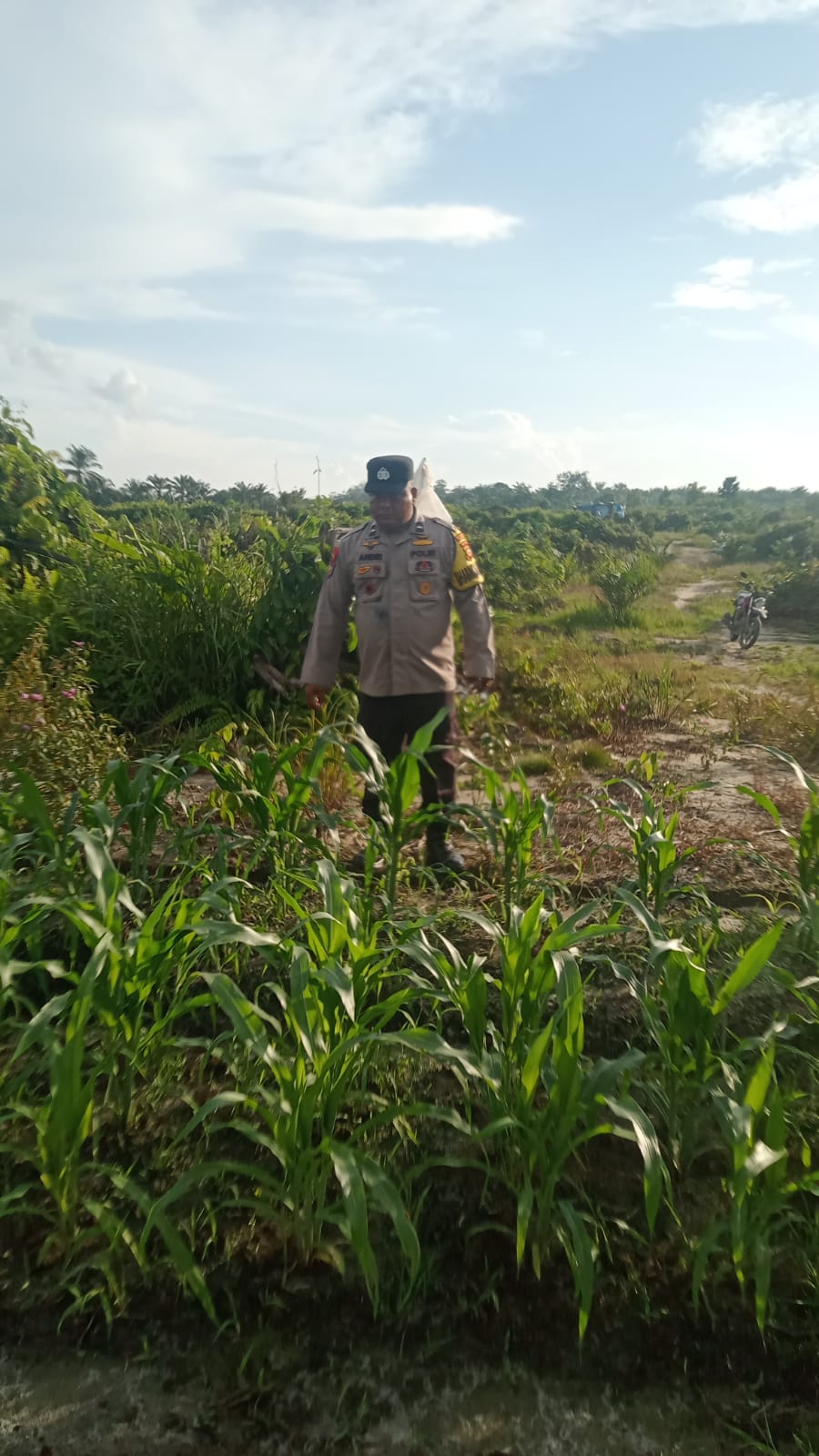 Polsek Minas Pantau Perkembangan Jagung Pipil di Kampung Mandiangin, Tanaman Tumbuh Subur di Lahan Tumpang Sari Seluas 1 Hektare