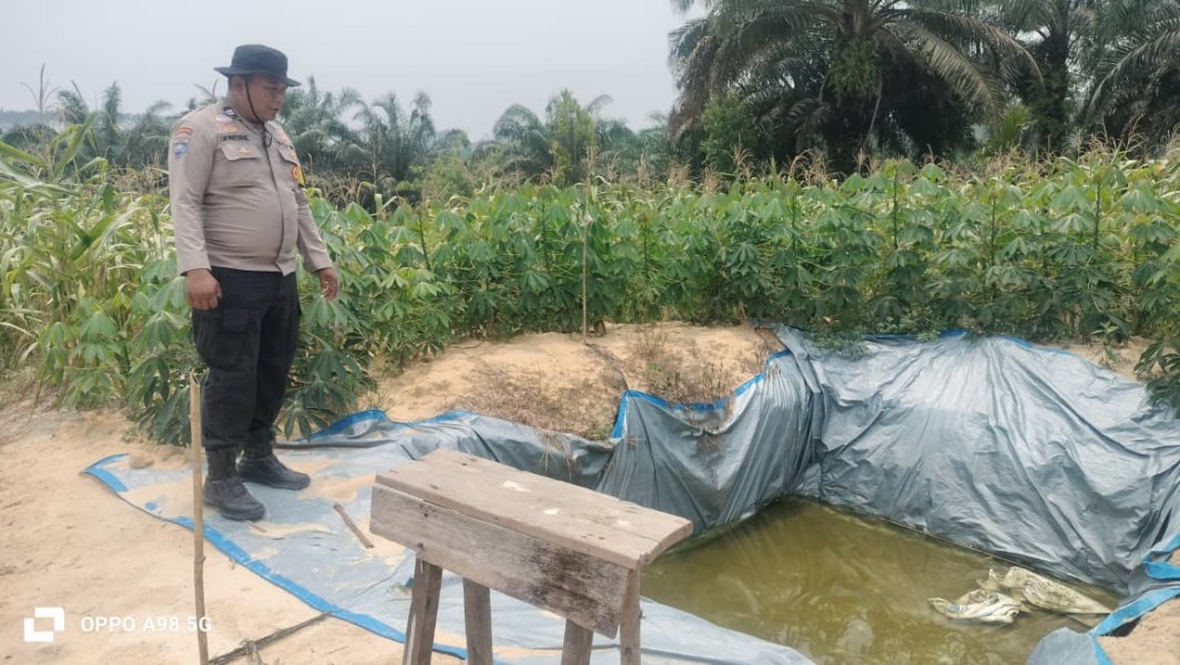 Jagung Usia 86 Hari di Rantau Bertuah Mulai Bertongkol Besar, Bhabinkamtibmas Dampingi Petani Siapkan Pra Panen