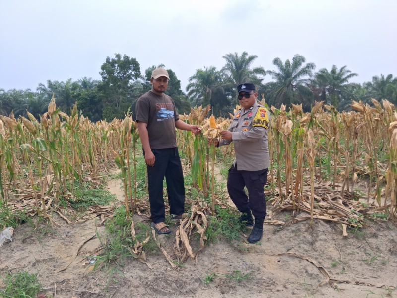Usia 96 Hari, Tanaman Jagung Poktan Dahlia Kuning di Minas Mulai Masuk Tahap Pra Panen
