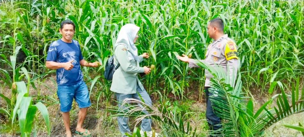 Polsek Minas Pantau Pertumbuhan Jagung Pipil Usia 69 Hari, Wujud Dukungan terhadap Ketahanan Pangan Nasional