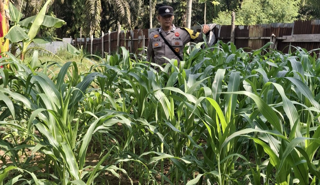 Bhabinkamtibmas Polsek Minas Cek Perkembangan Jagung Program Ketahanan Pangan Nasional, Tanaman Tumbuh Subur Masuki Usia 31 Hari