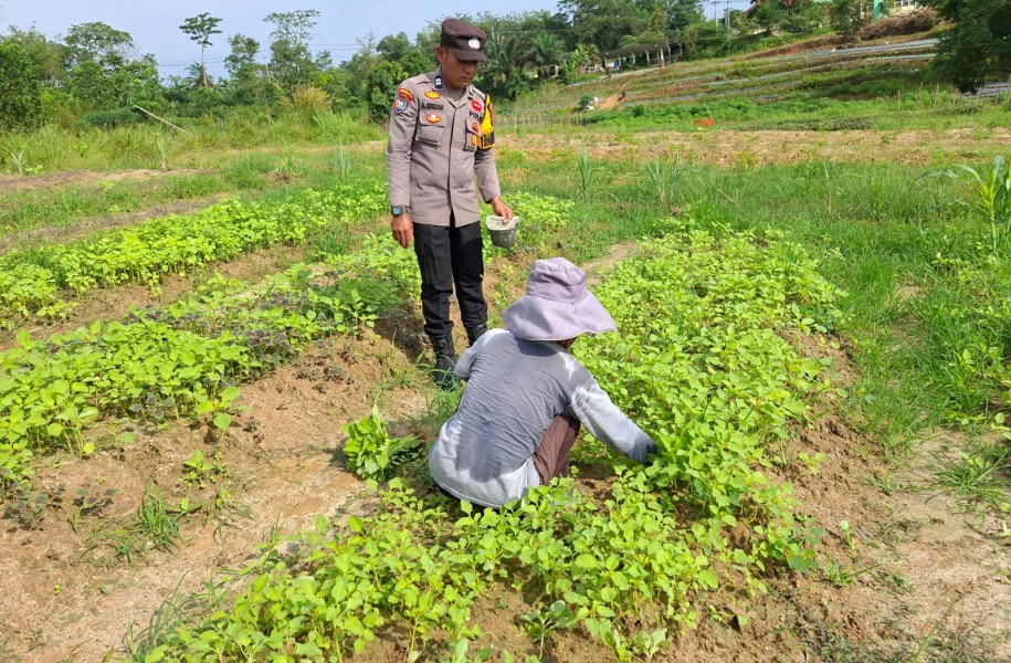 Bhabinkamtibmas Polsek Pasir Penyu Dorong Warga Manfaatkan Pekarangan, Perkuat Ketahanan Pangan Nasional