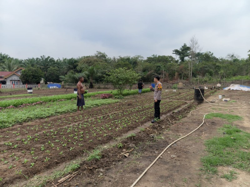 Dukung Program Ketahanan Pangan Nasional, Bhabinkamtibmas Polsek Pasir Penyu Ajak Warga Manfaatkan Pekarangan untuk Bertani