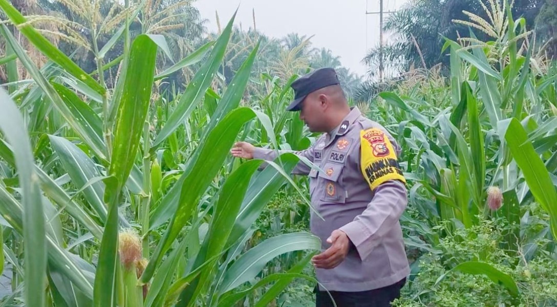Polsek Minas Pantau Jagung Pipil Usia 67 Hari di Minas Timur, Penyiraman Berkelanjutan Jadi Fokus