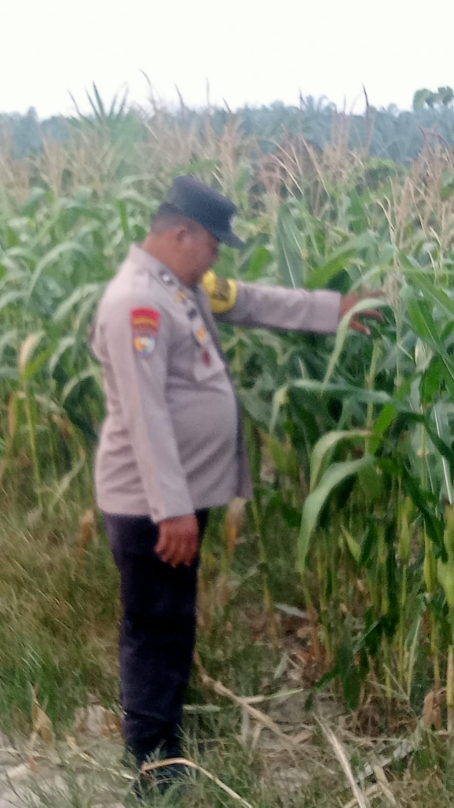 Polsek Minas Cek Perkembangan Jagung Pipil Usia 75 Hari, Hama Monyet Jadi Kendala