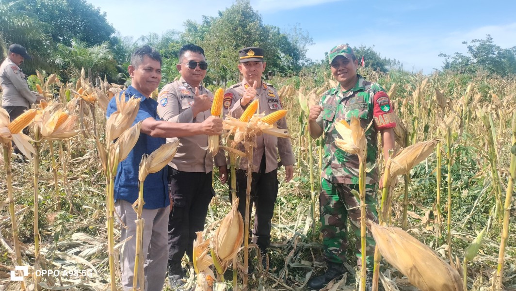Sukseskan Ketahanan Pangan, Polsek Minas Lakukan Peninjauan Langsung Kebun Jagung Siap Panen di Rantau Bertuah