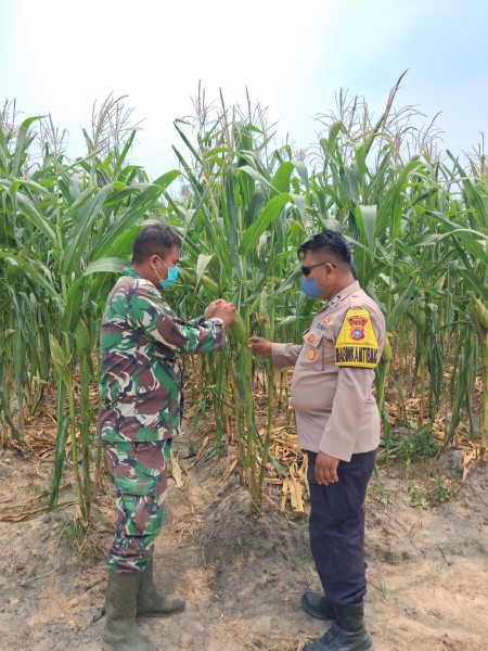 Bhabinkamtibmas Rantau Bertuah Bersama Babinsa Cek Jagung Pipil Program Ketahanan Pangan Nasional