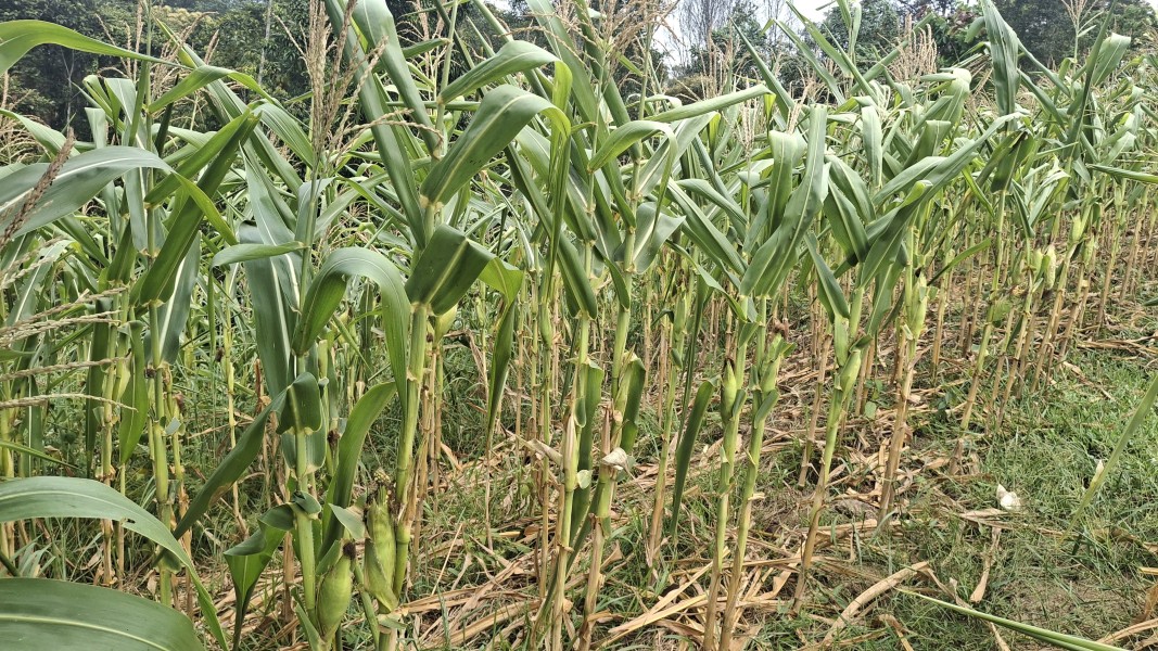 Bhabinkamtibmas Polsek Minas Secara Rutin Cek Perkembangan Jagung Program Ketahanan Pangan Nasional di Minas Jaya