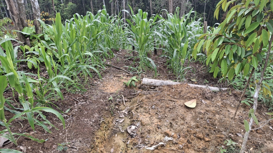 Polsek Minas Pantau Tanaman Jagung di Agro Wisata Telago, Usia 38 Hari Tumbuh Subur