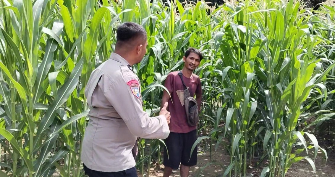 Polsek Minas Cek Perkembangan Jagung Pipil di Minas Barat, Dukung Program Ketahanan Pangan